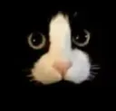 gato