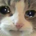 saddestcat
