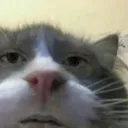 catstare