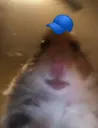 rat rat