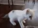 cattwerk cattwerk