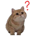non_catwhat Discord emoji