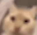 IamInEternalDepressionCat IamInEternalDepressionCat