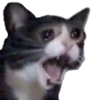 catCry