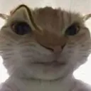 catsus