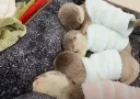 sleepingotter