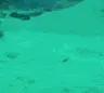 fishholup