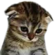 C Sadcat Discord Emoji