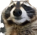 tpRACraccoon Discord emoji