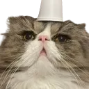 tokcup