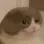 CatStare