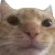 gatohuh