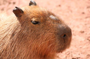 CGcapybara2 Discord emoji