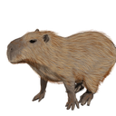 CGcapybara Discord emoji