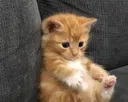 gatito_sad