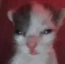 gr