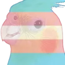 lgbt_birb_trans lgbt_birb_trans