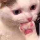 OZIdonteatyourpaw