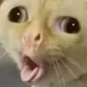cat_puke
