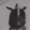 TurtleDance