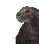 CatShower