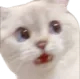 :ScaredyCat: