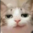 catt_smirkq Discord Emoji