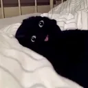 catttsleep Discord Emoji