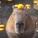 capyjam