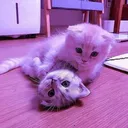 zzzzZ_OR_catkiss