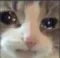 SedCatto