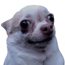 DogWTF Discord emoji