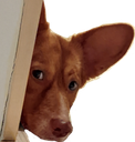 DogPeek Discord emoji