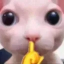 bingus_shhh