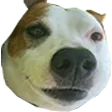 sammedog