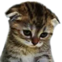 sadcat Discord Emoji