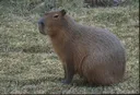 SittingDeadCapybara