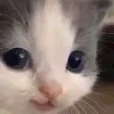 cat_smirk