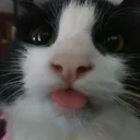 blep