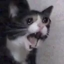 :SadCat: