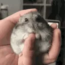 hamster