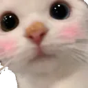 Keai_MeoNgaiNgung