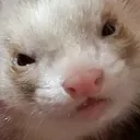 wile_utala wile_utala