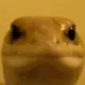 LizardSeriously