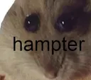 hampter