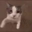 ag_catkiss
