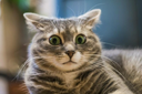 ndcatomg Discord emoji