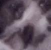 wtfdude