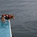 Wannaswim