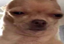 DogDissapointed Discord emoji